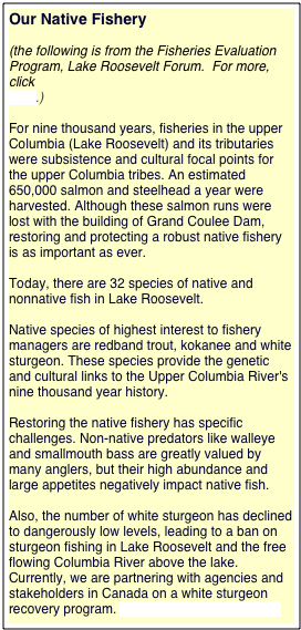 Our Native Fishery

(the following is from the Fisheries Evaluation Program, Lake Roosevelt Forum.  For more, click
here.)

For nine thousand years, fisheries in the upper Columbia (Lake Roosevelt) and its tributaries were subsistence and cultural focal points for the upper Columbia tribes. An estimated 650,000 salmon and steelhead a year were harvested. Although these salmon runs were lost with the building of Grand Coulee Dam, restoring and protecting a robust native fishery is as important as ever.

Today, there are 32 species of native and nonnative fish in Lake Roosevelt.

Native species of highest interest to fishery managers are redband trout, kokanee and white sturgeon. These species provide the genetic and cultural links to the Upper Columbia River's nine thousand year history.

Restoring the native fishery has specific challenges. Non-native predators like walleye and smallmouth bass are greatly valued by many anglers, but their high abundance and large appetites negatively impact native fish.

Also, the number of white sturgeon has declined to dangerously low levels, leading to a ban on sturgeon fishing in Lake Roosevelt and the free flowing Columbia River above the lake. Currently, we are partnering with agencies and stakeholders in Canada on a white sturgeon recovery program. www.columbiasturgeon.org

